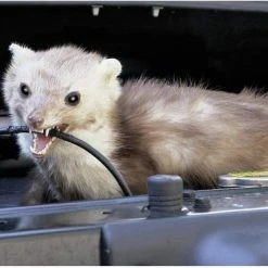 Kemo 18030DI Marterverschrikker 230 V 1 Stuk(s) 9 Kemo 18030DI Marterverschrikker 230 V 1 Stuk(s) -70Mai SHOP 550x370 4