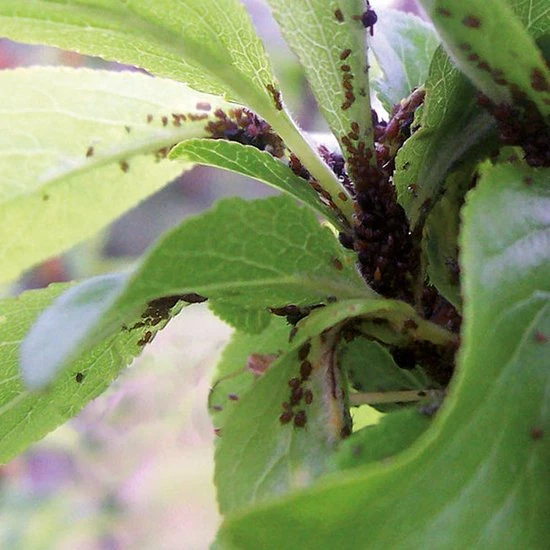 HGX Spray Tegen Bladluizen - 14592N - 400ml - Zeer Effectieve Tegen Bladluis - Snelle Werking 5 HGX Spray Tegen Bladluizen - 14592N - 400ml - Zeer Effectieve Tegen Bladluis - Snelle Werking - Image 3